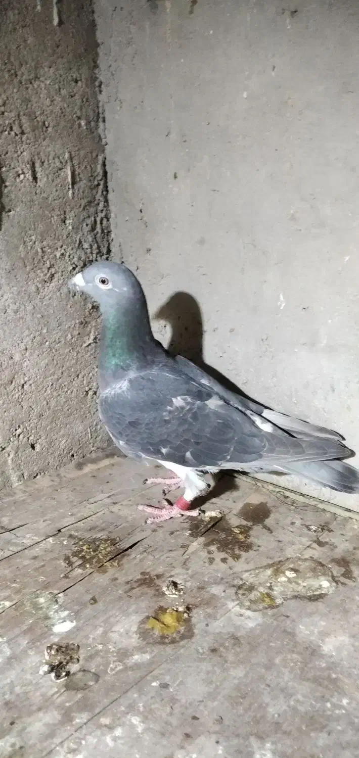 مسافتی نامبروان|پرنده|دزفول, |دیوار