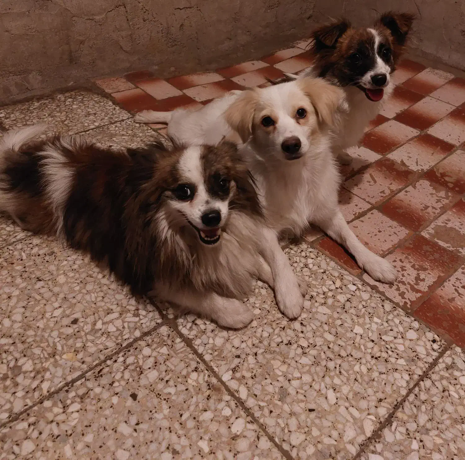 سگ های عروسکی خونگی پامرشیتزو باهوش|سگ|مسجد سلیمان, |دیوار