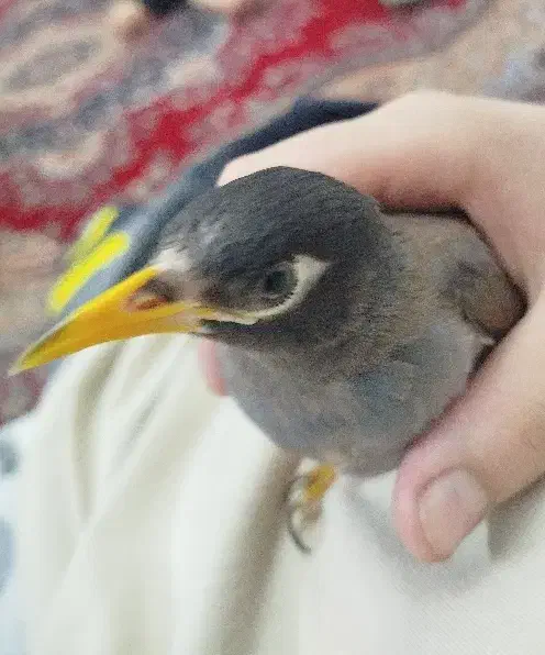 گمشده مرغ مینا|حیوانات|شیراز, پودنک|دیوار