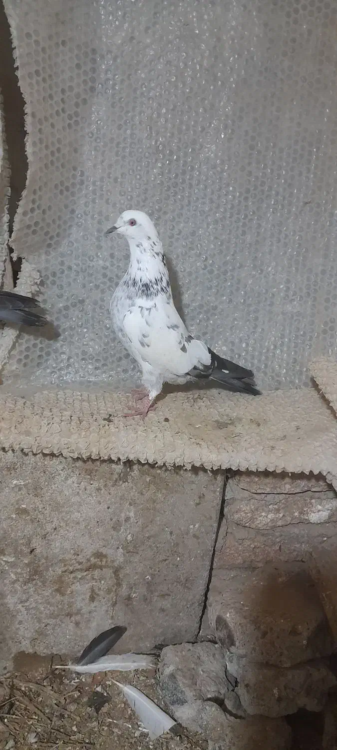 کبوتر|حیوانات|پارس‌آباد, |دیوار