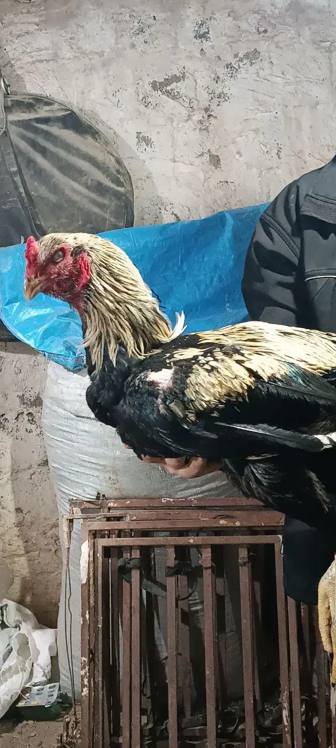 خروس لاری|حیوانات مزرعه|پیرانشهر, |دیوار