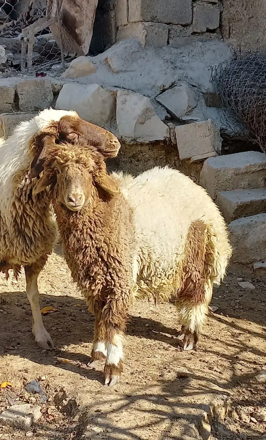 بره|حیوانات مزرعه|ایلام, |دیوار