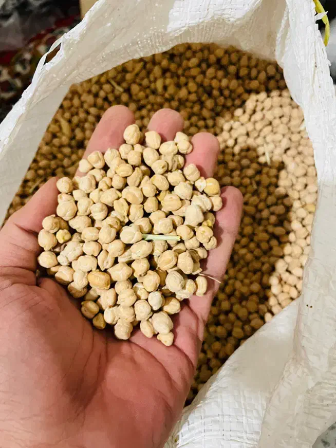 نخود بهاره|عمده‌فروشی|سنندج, |دیوار