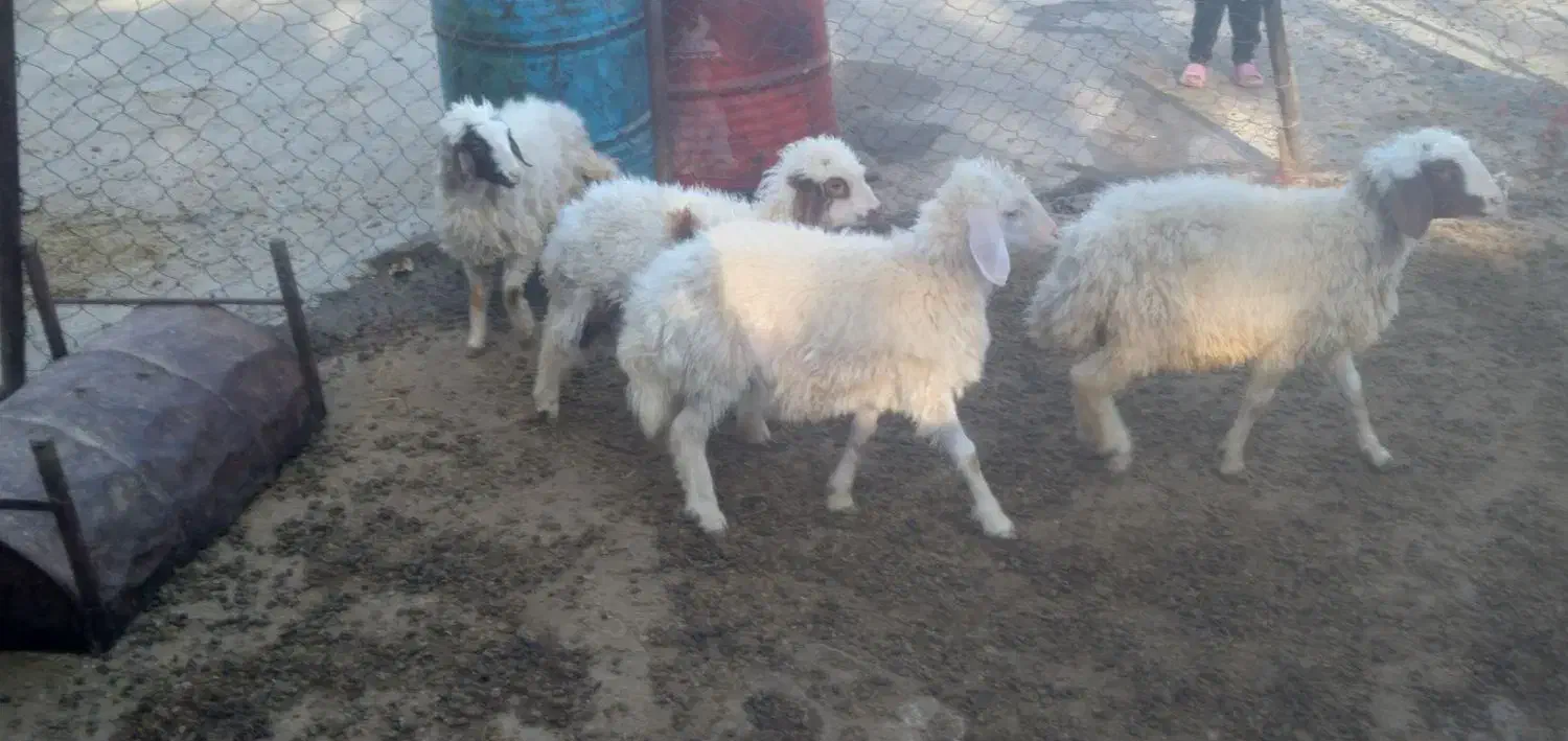 بره نر و ماده|حیوانات مزرعه|زاغه, |دیوار