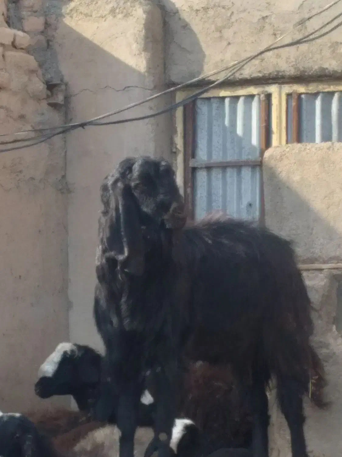 بزغاله یک ساله ونیم|حیوانات مزرعه|تاکستان, |دیوار