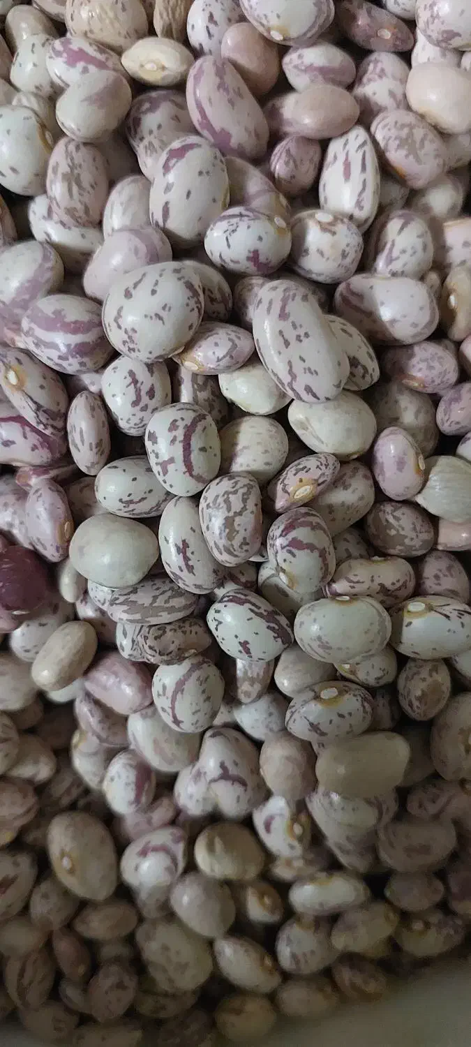 لوبیا چیتی بروجرد تازه|خوردنی و آشامیدنی|تهران, مسعودیه|دیوار