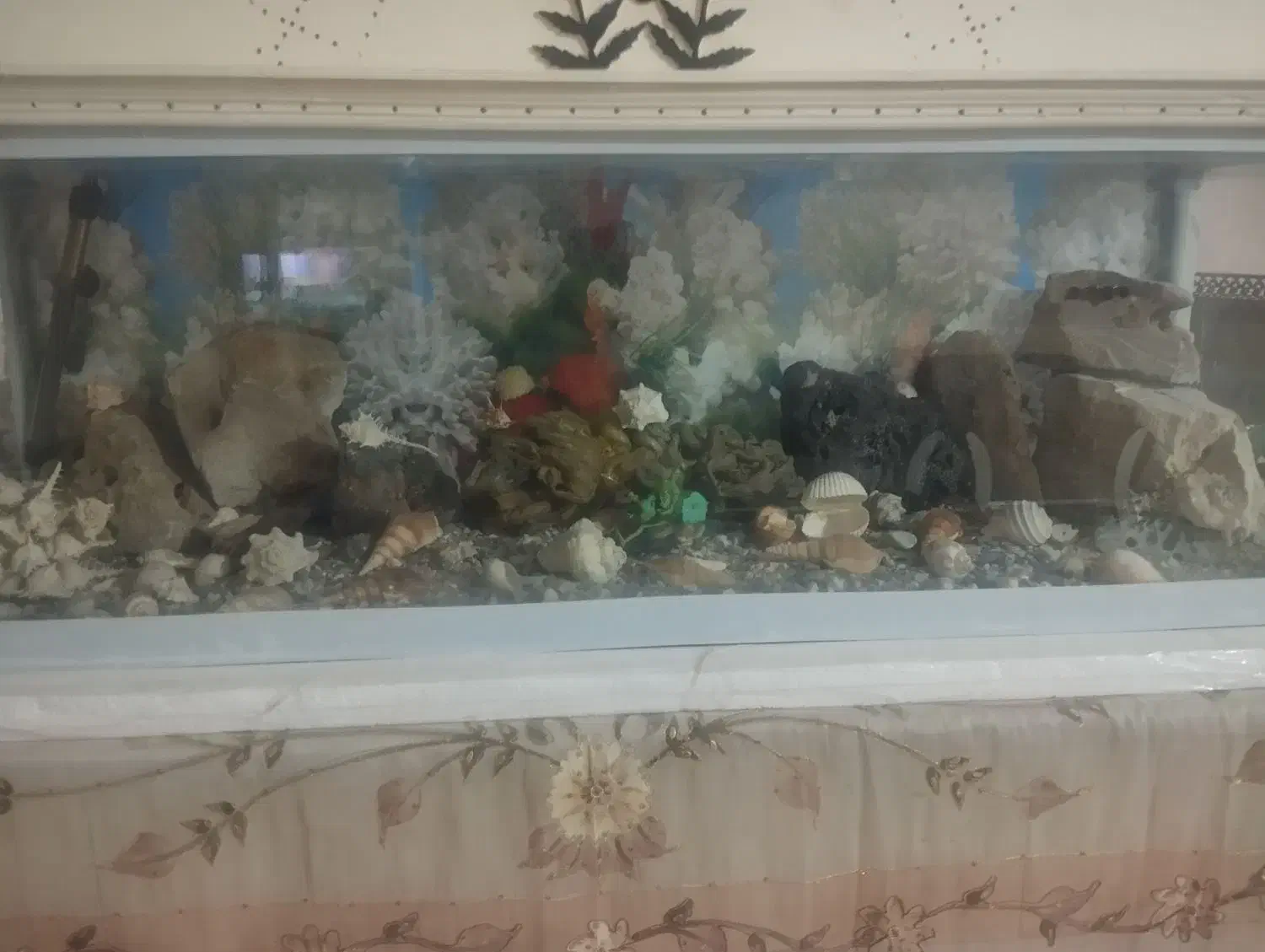 آکواریوم|ماهی|زاهدان, |دیوار