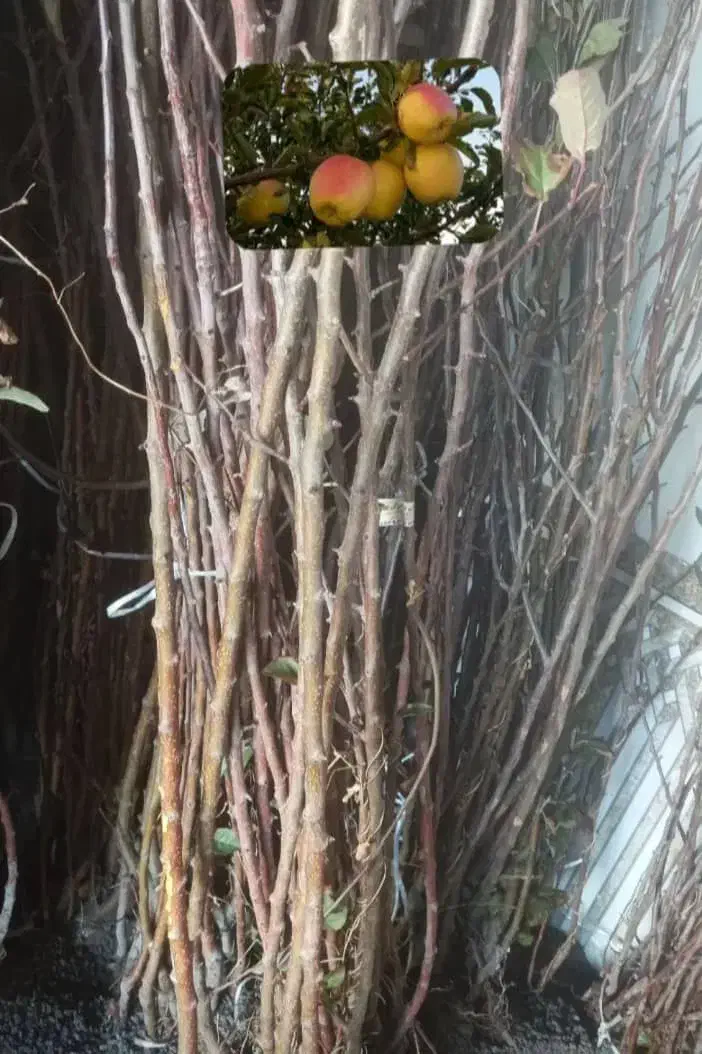 نـهال فروشـی کـریمـی|خدمات باغبانی و درختکاری|بیضا, |دیوار