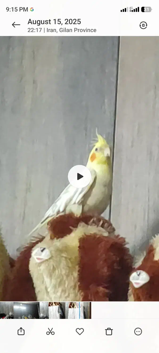 گمشده فوری طوطس عروس|حیوانات|آستانه اشرفیه, |دیوار