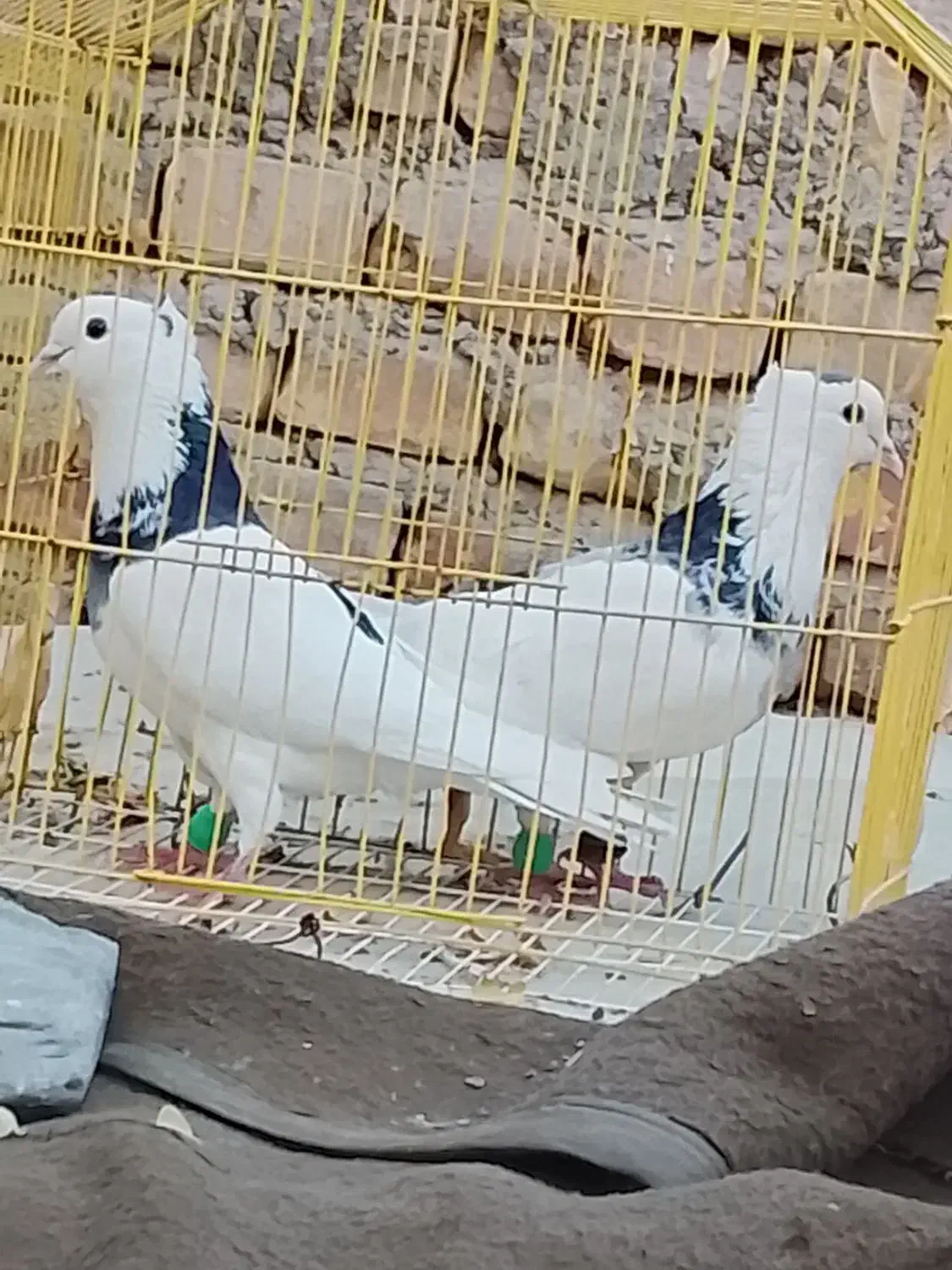 کبوتر طوقی|پرنده|سراوان, |دیوار