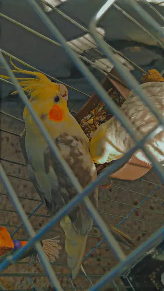 عروس هلندی|پرنده|شهرکرد, |دیوار