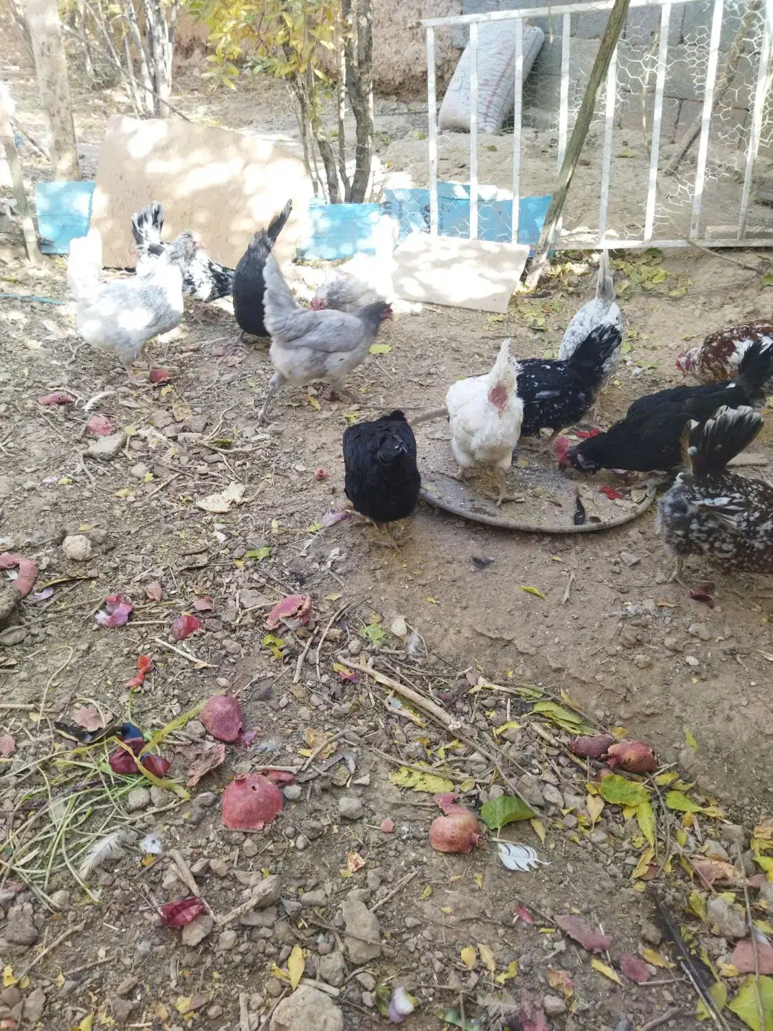 تخم مرغ گلین|حیوانات مزرعه|شهرضا, |دیوار