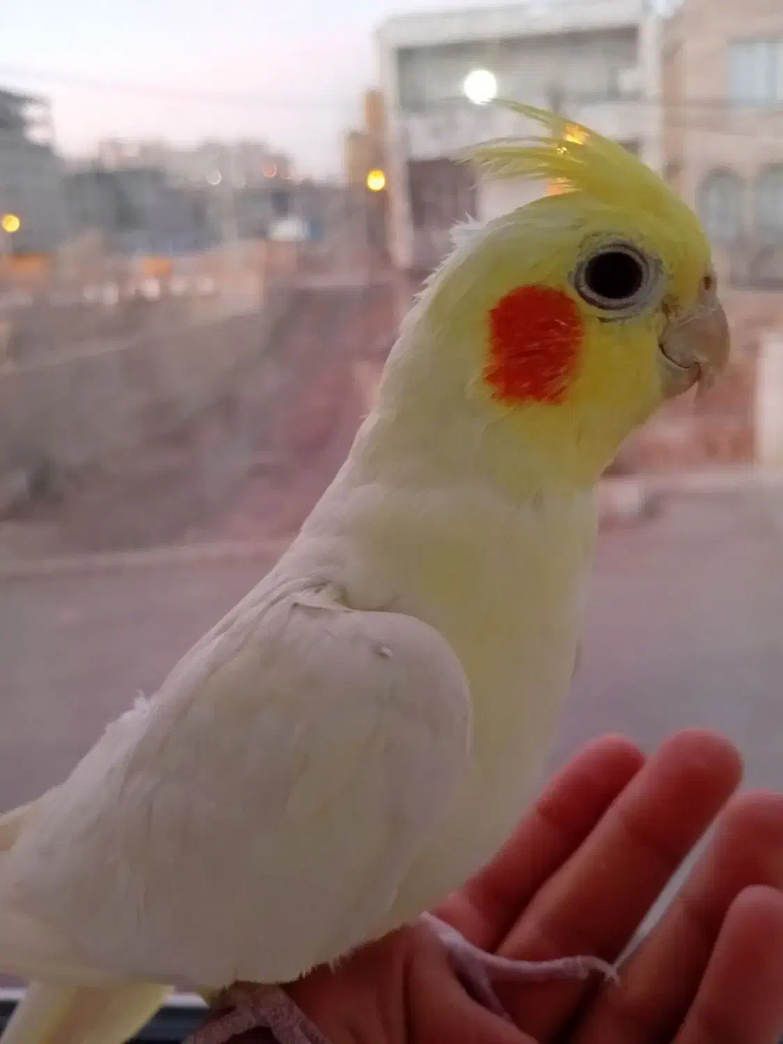 عروس هلندی|پرنده|دهگلان, |دیوار