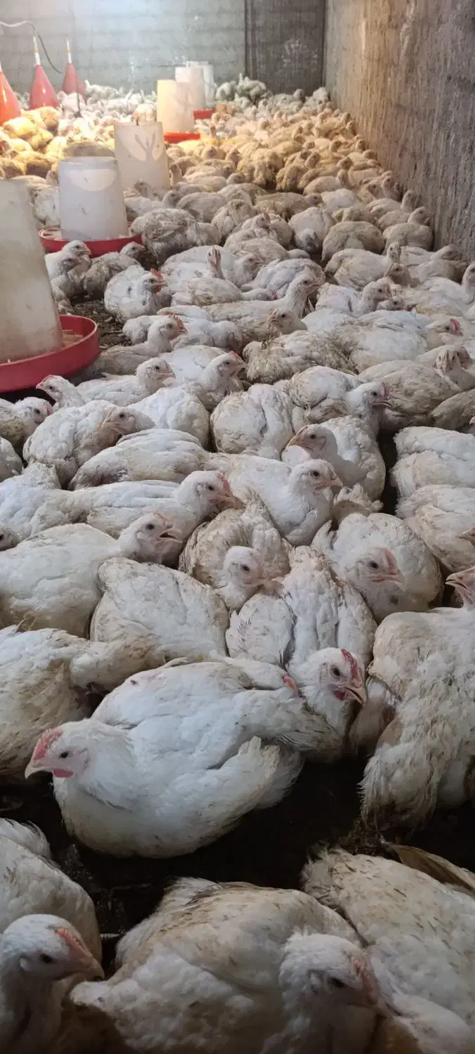 فروش مرغ گوشتی کاملا ارگانیک|حیوانات مزرعه|سورک, |دیوار