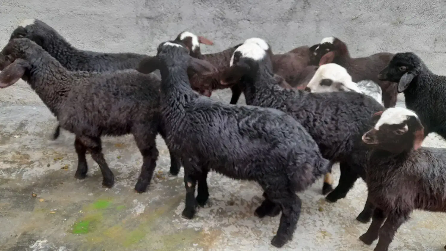 گوسفند شیشک جوان بابره|حیوانات مزرعه|سنندج, |دیوار