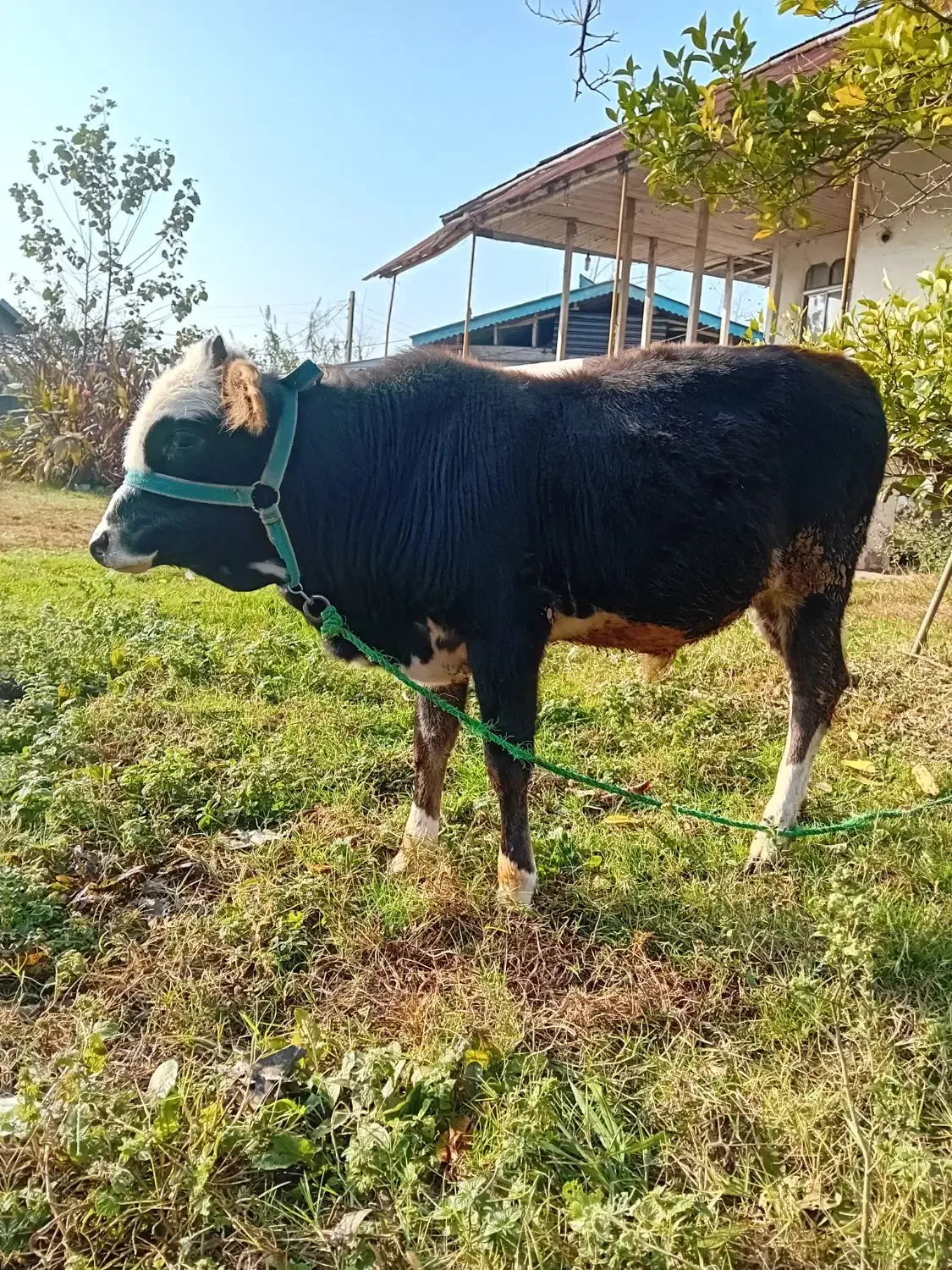 ورزا کوله چالوسی دورگ|حیوانات مزرعه|آستانه اشرفیه, |دیوار