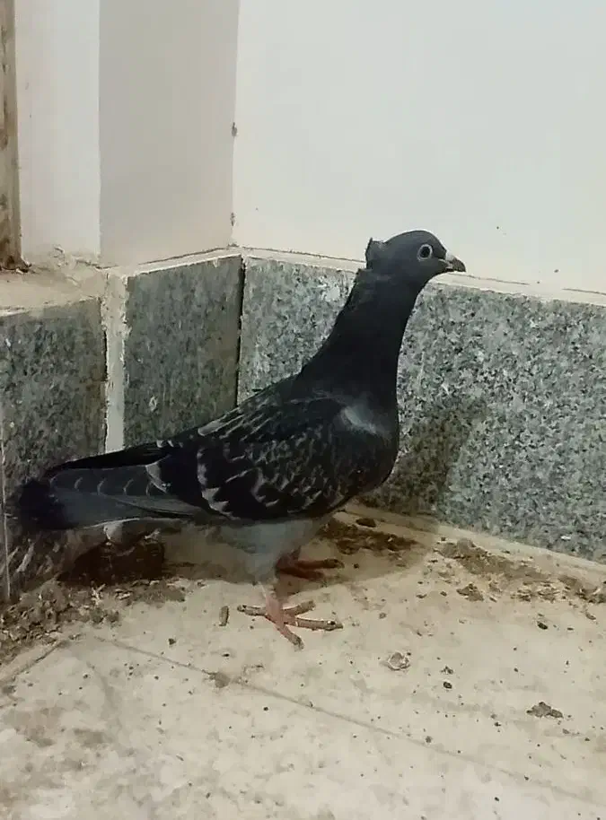 گمشده|حیوانات|سبزوار, جهاد کشاورزی|دیوار