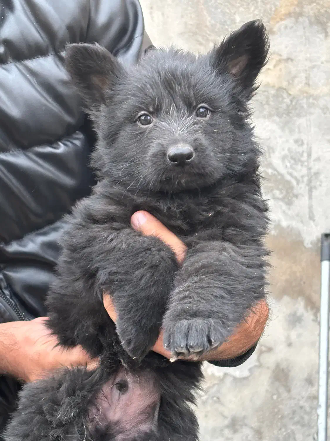 واگذاری توله شرمن بلک و دورنگ|سگ|کرج, فاز ۲ مهرشهر|دیوار