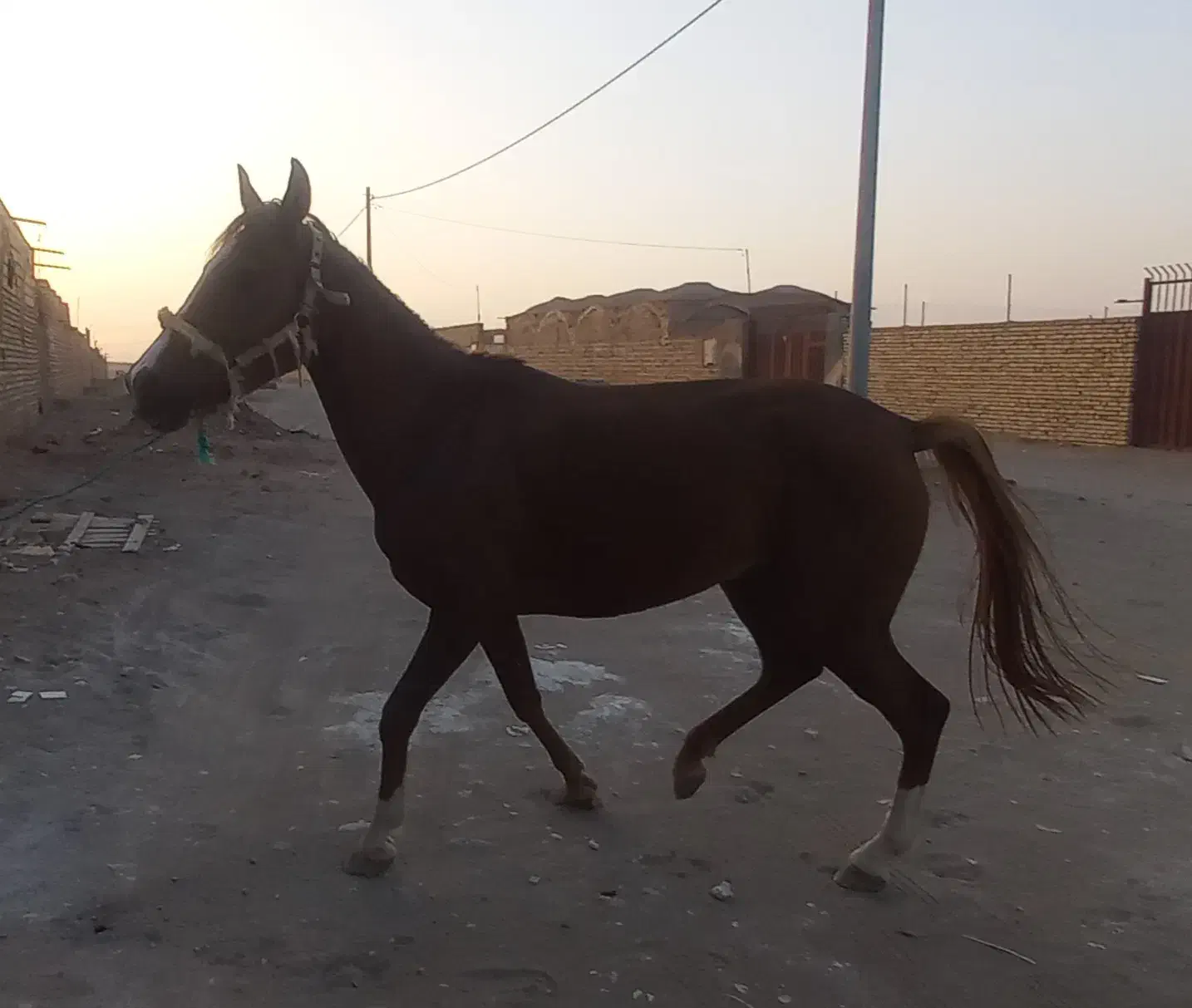 حیوانات|اسب و تجهیزات اسب‌سواری|کویرات, |دیوار