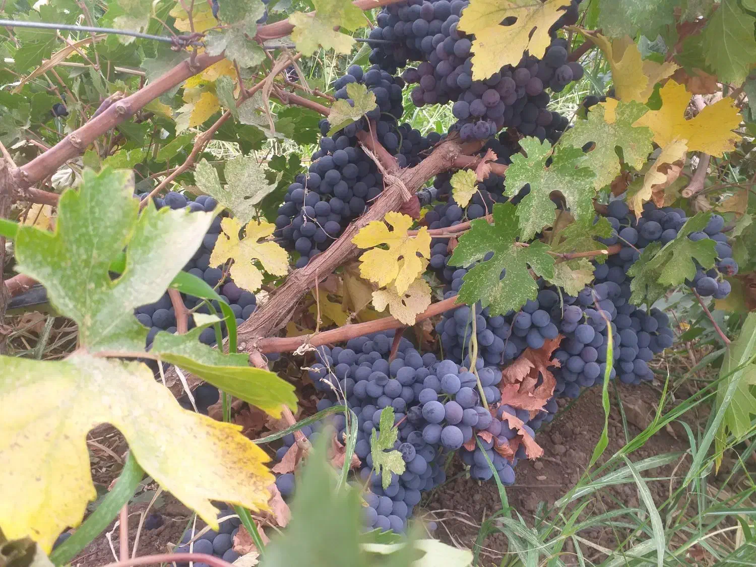 باغ فروشی|فروش دفتر صنعتی، کشاورزی، تجاری|خاو و میرآباد, |دیوار