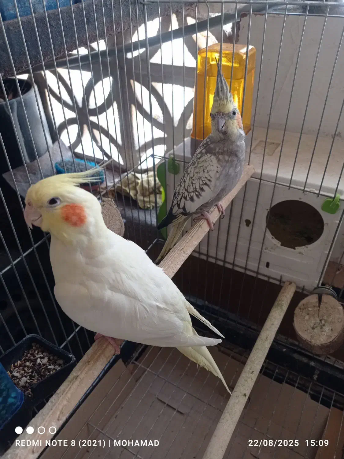 یک جفت عروس هلندی با لوازم|پرنده|پاکدشت, شهرک امام رضا|دیوار