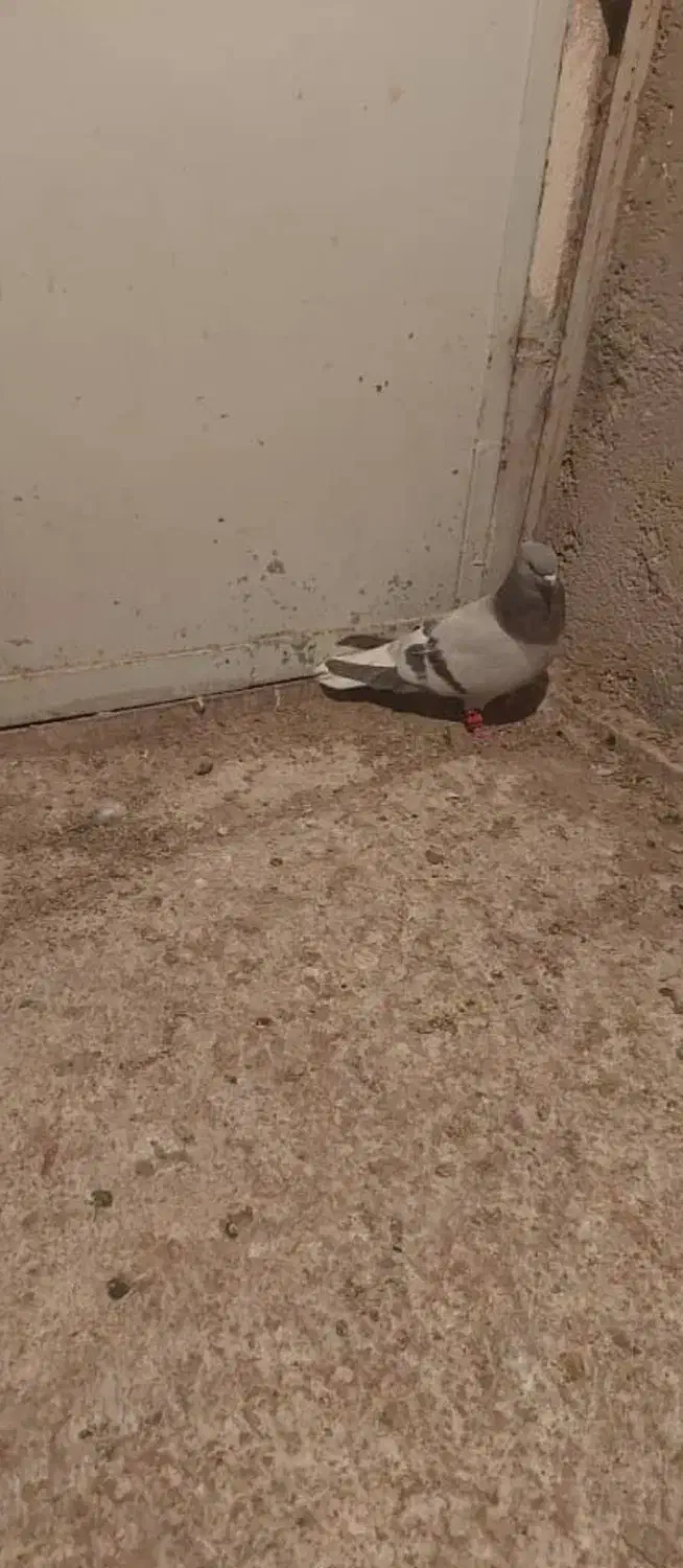 کفتر اتیغه|پرنده|شیراز, نارنجستان|دیوار