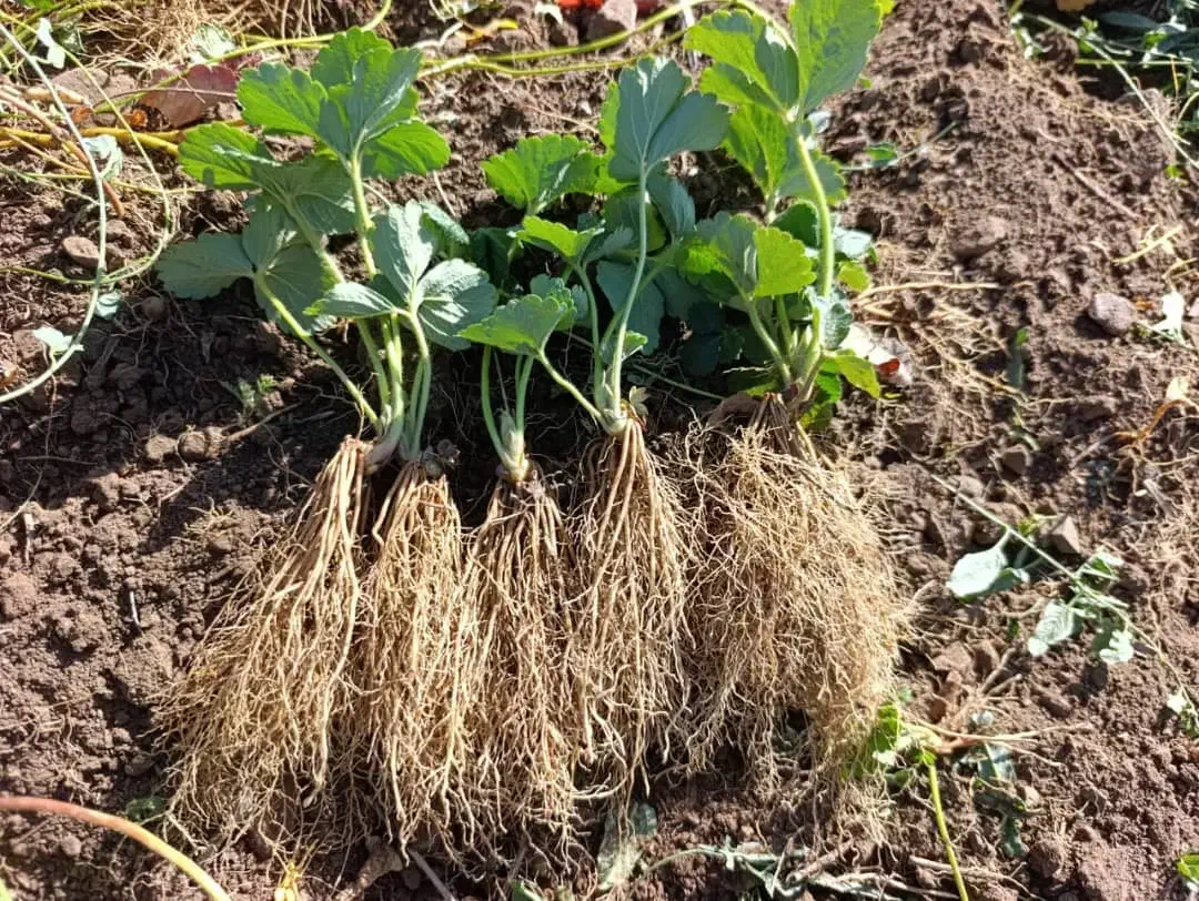 توت فرنگی|خدمات باغبانی و درختکاری|بهبهان, |دیوار