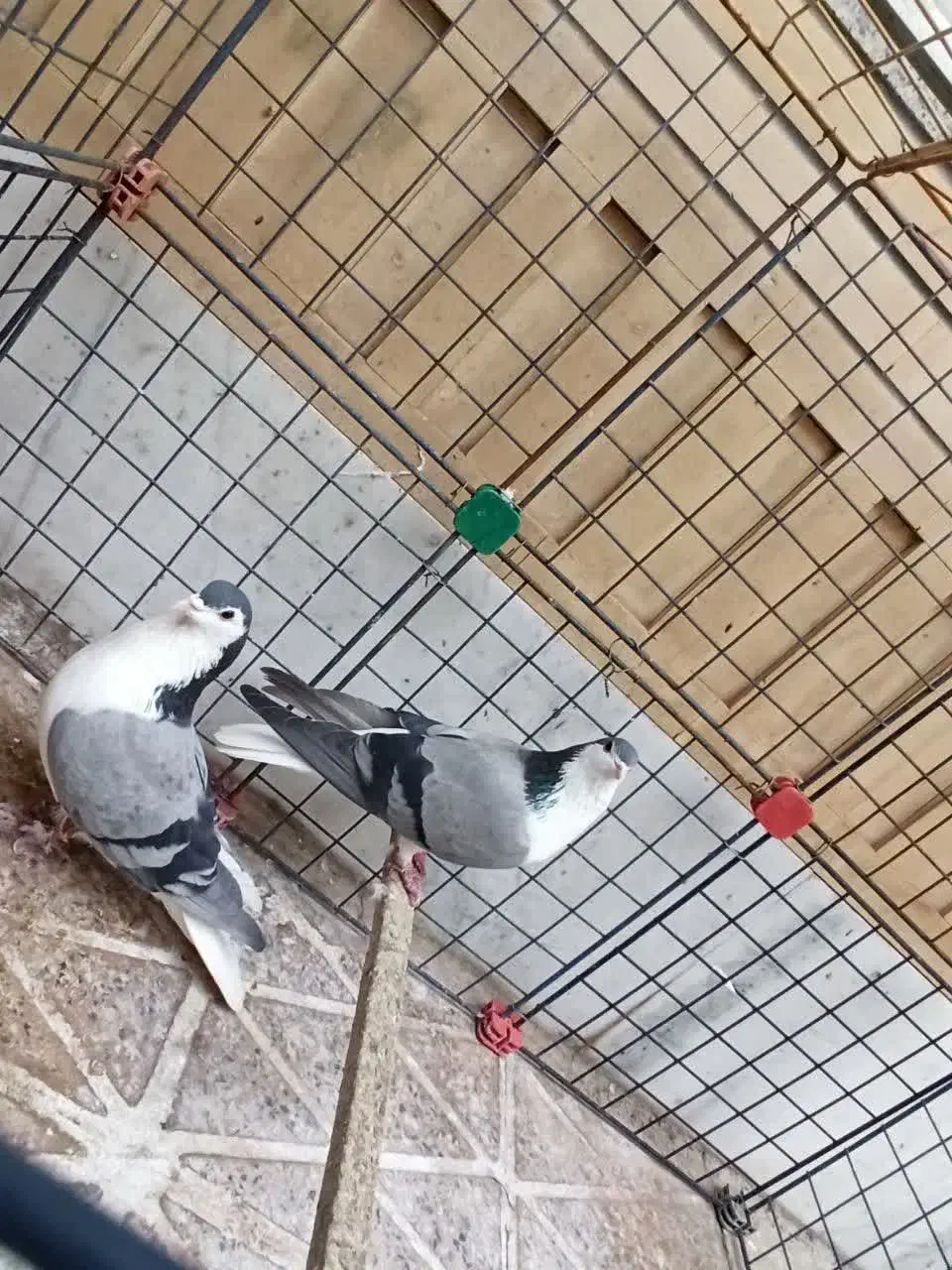 کفتر فروشی|پرنده|مبارکه, |دیوار