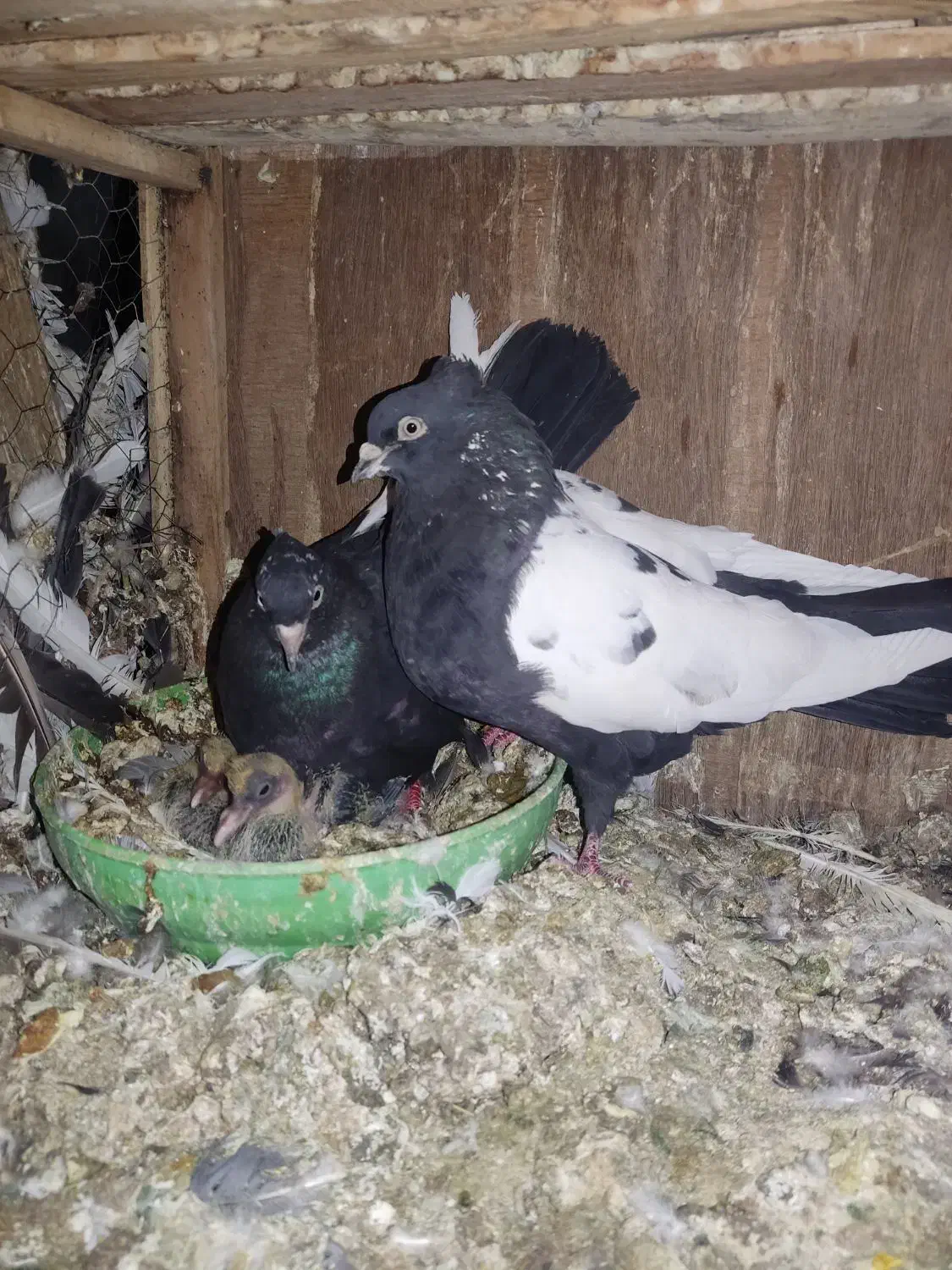 کفتر کبوتر|پرنده|شیراز, کیان آباد|دیوار