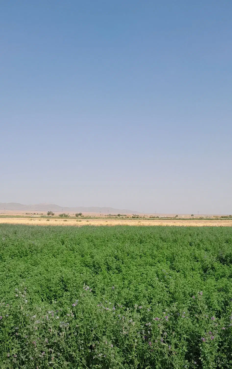 بذر یونجه تخم یونجه همدان سورت شده|گل و گیاه طبیعی|کبودرآهنگ, |دیوار