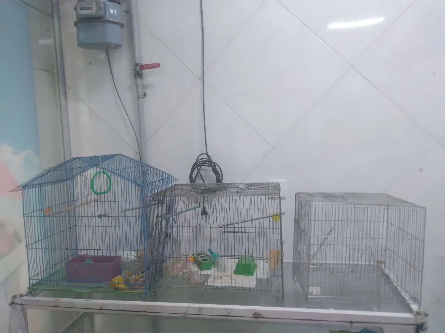 قفس|لوازم جانبی حیوانات|فردیس, ثابتی|دیوار