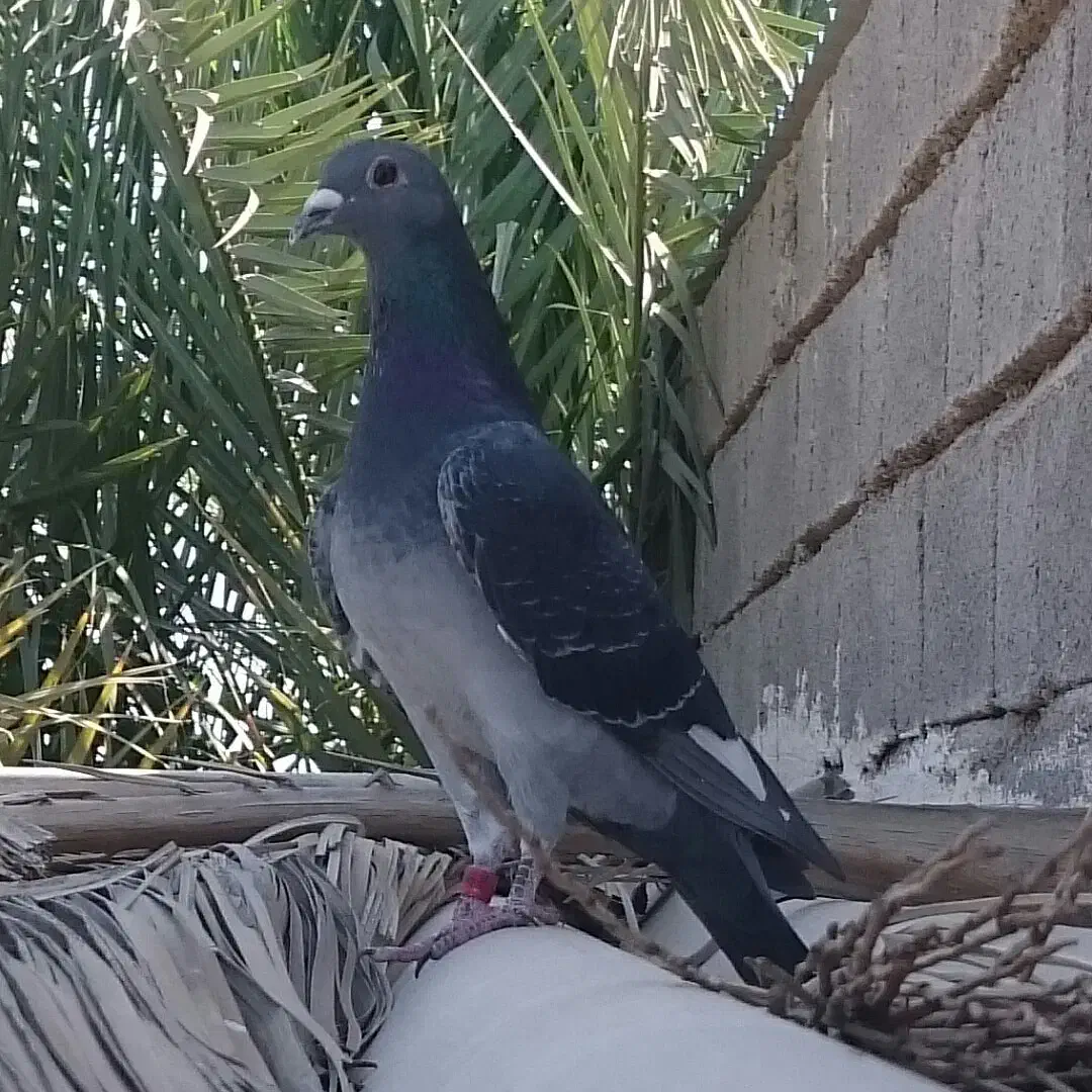 استعلام پرینت کبوتران پلاکی|پرنده|بوشهر, |دیوار