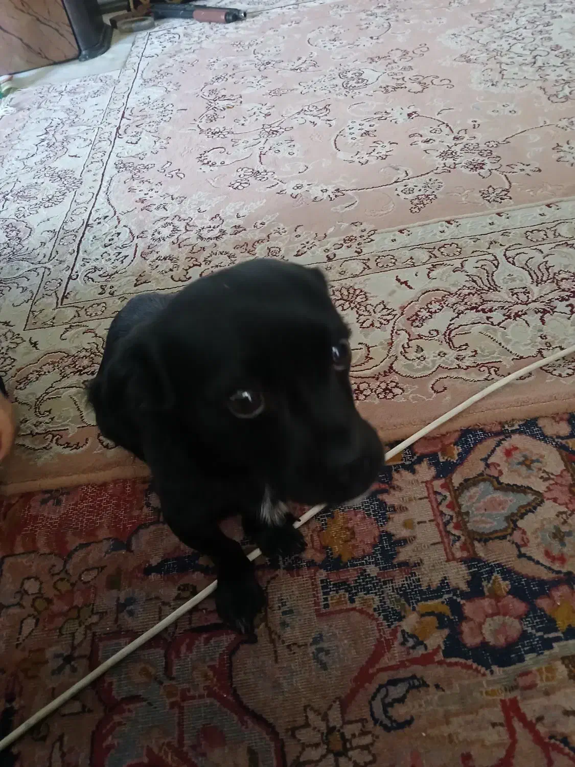 سگ اشپیتز نژاد دار|سگ|تبریز, |دیوار