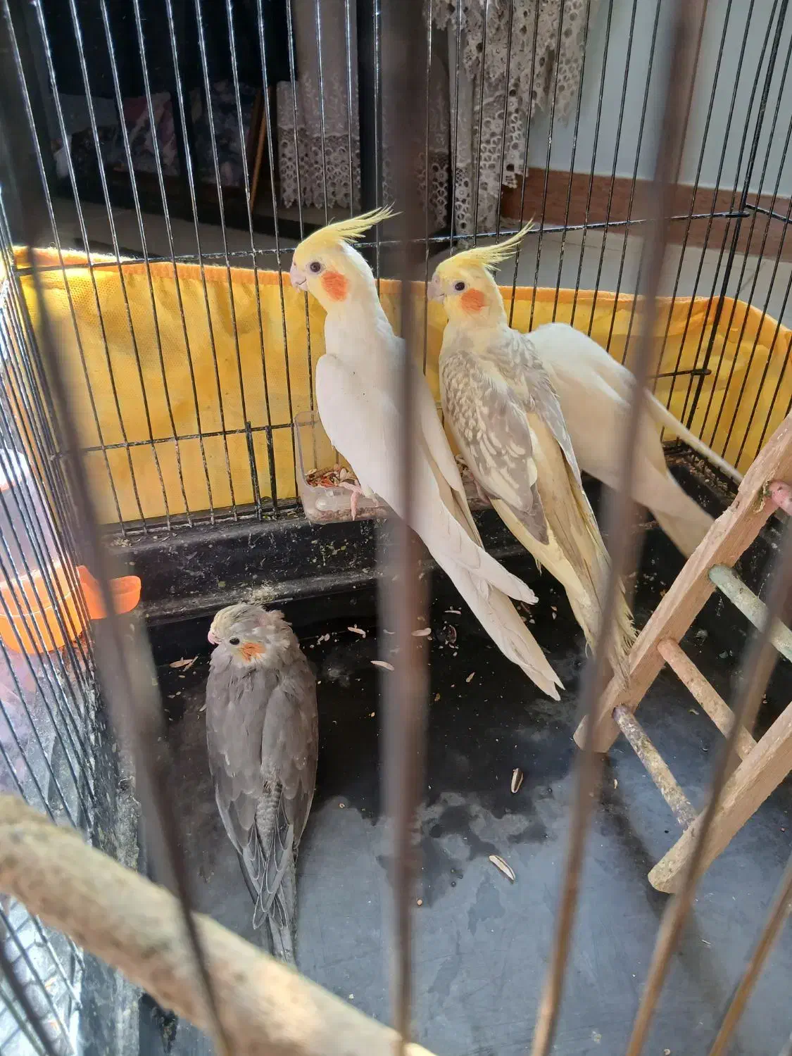 پرنده|پرنده|مشهد, محمدآباد|دیوار