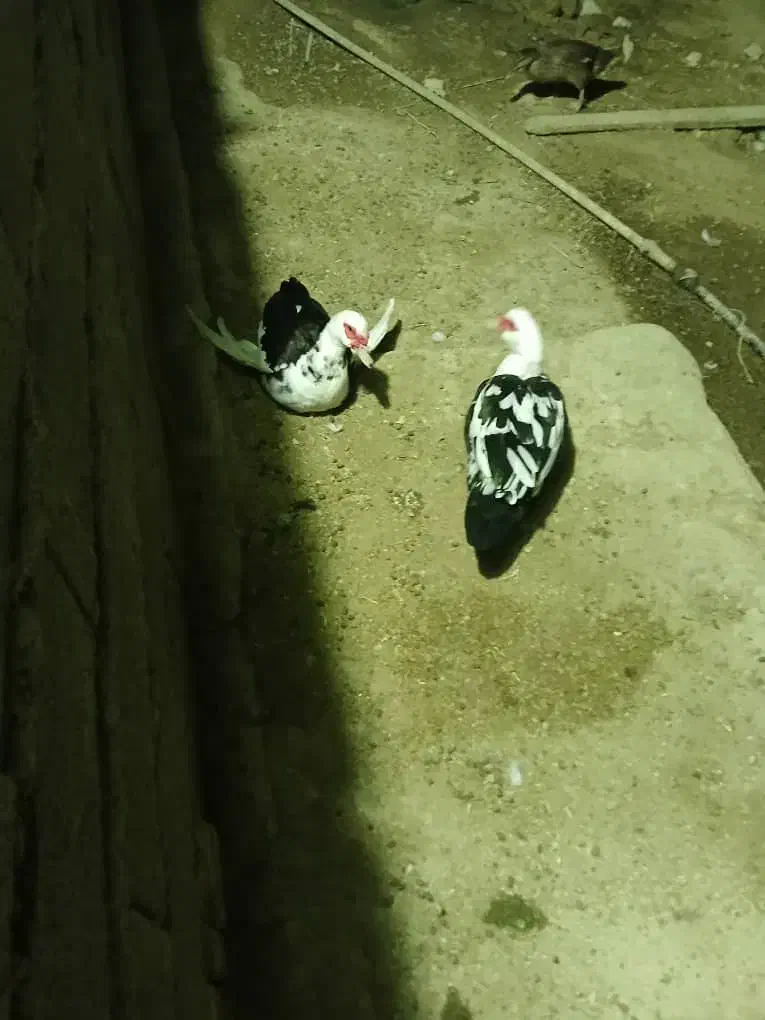 اردک روسی|حیوانات مزرعه|چمران, |دیوار