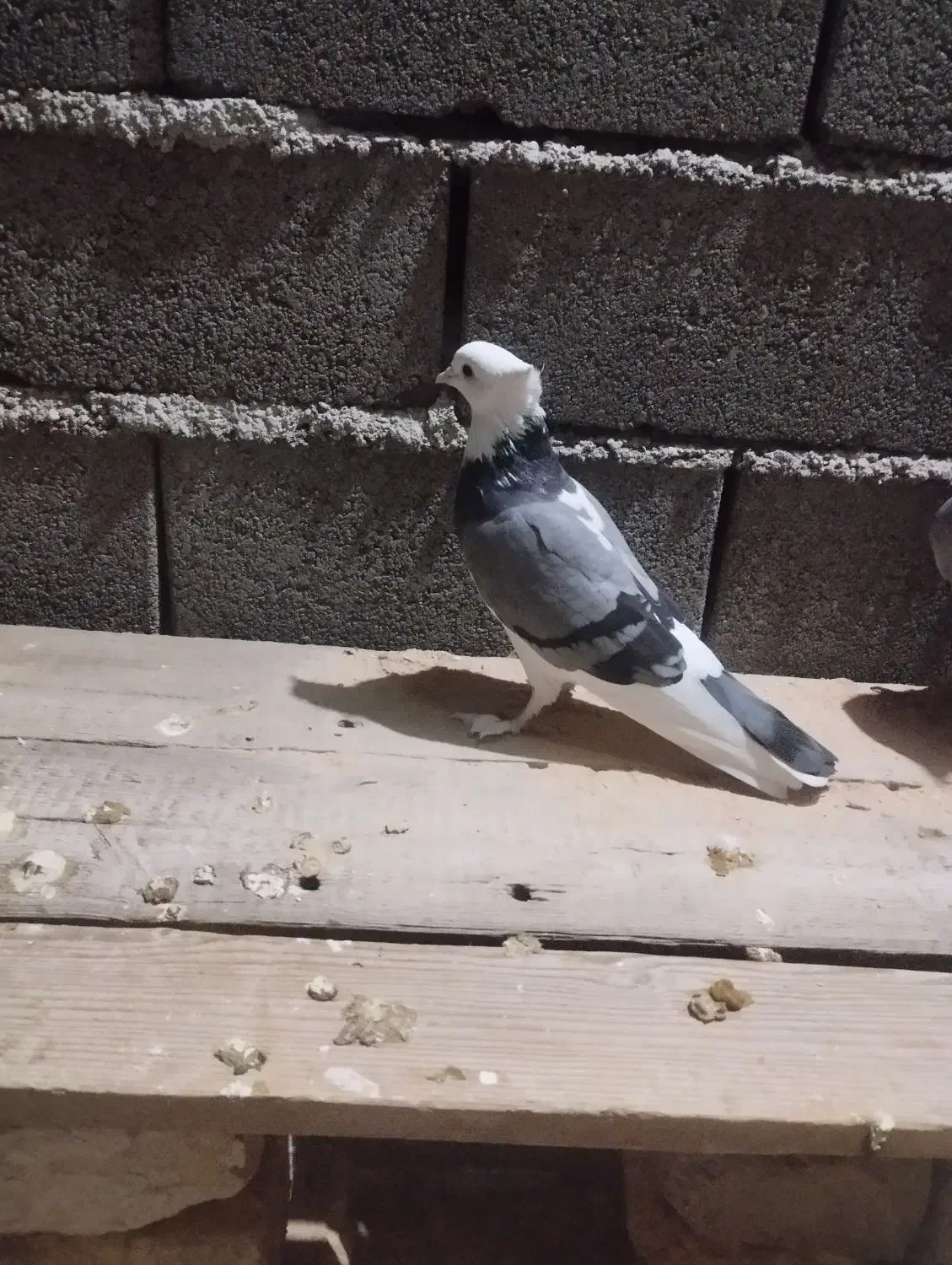 یه عدد ماده هما که همین حالا گرفتم بسیار تمیز|پرنده|دامغان, |دیوار