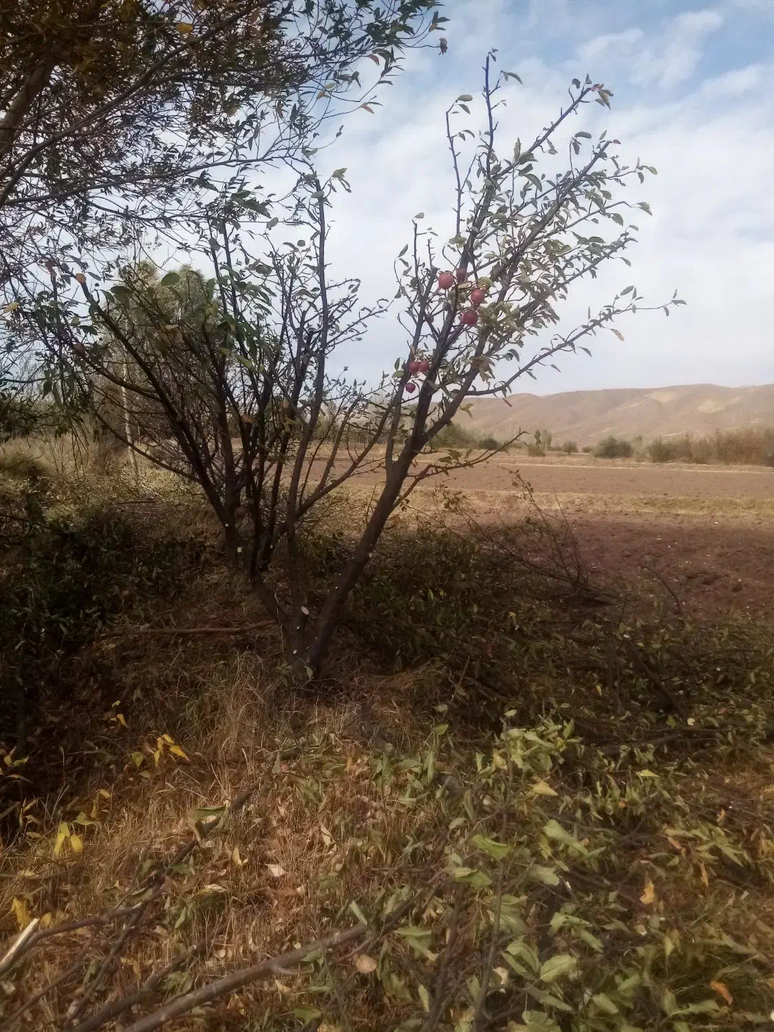 هرس|خدمات باغبانی و درختکاری|سراب, |دیوار