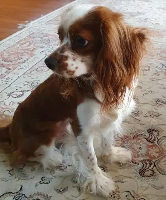 سگ کاوالیر|سگ|تهران, منیریه|دیوار