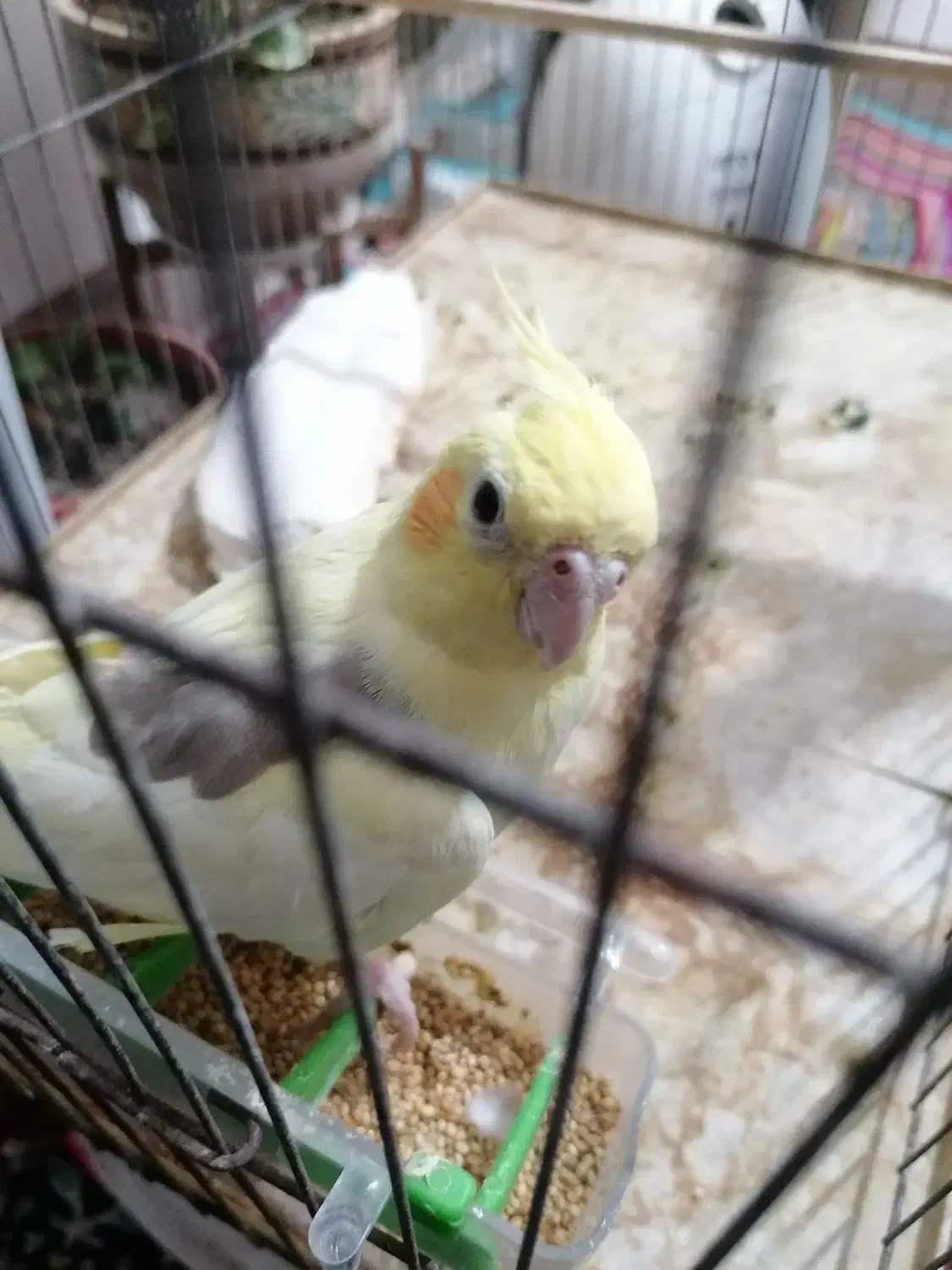 عروس هلندی|پرنده|بوشهر, |دیوار