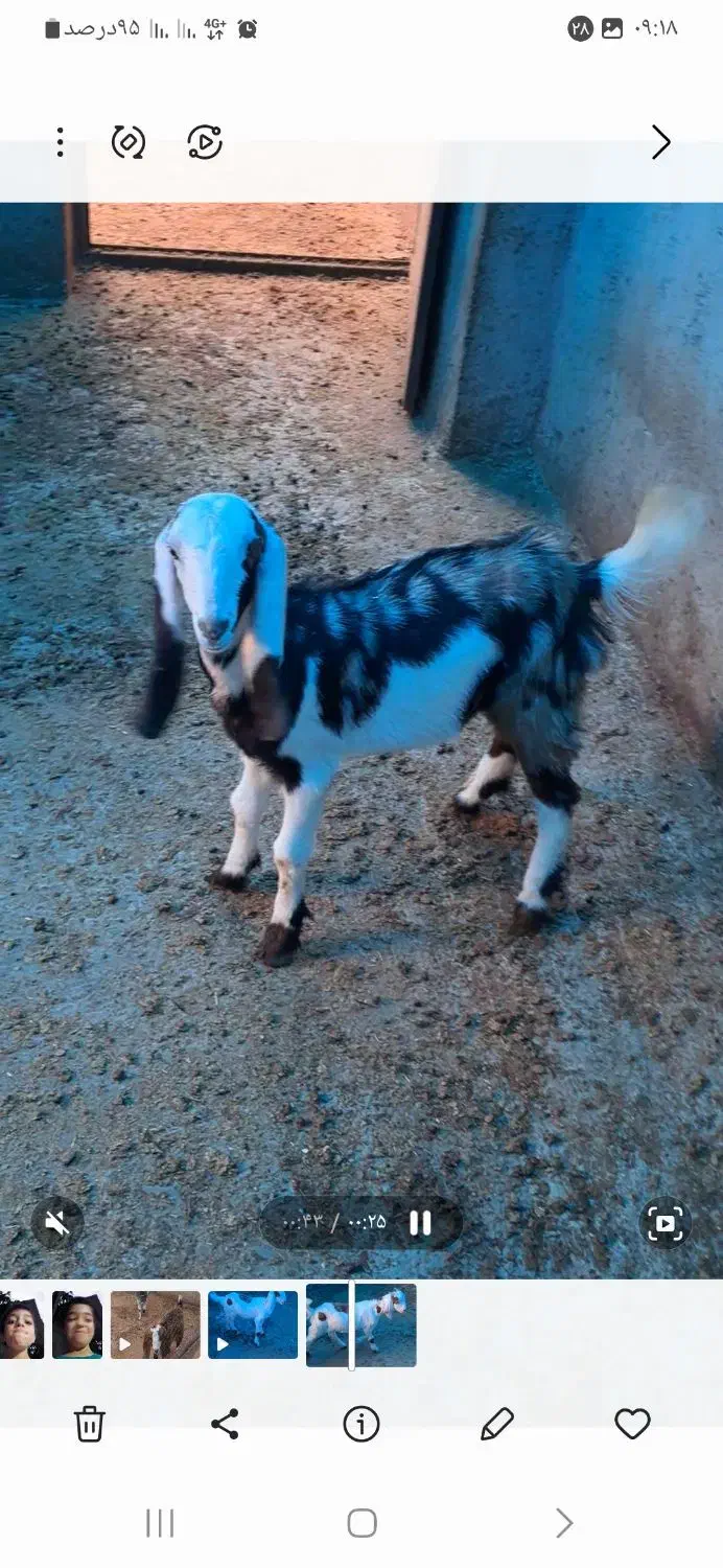 بزغاله افغانی|حیوانات مزرعه|کوهی‌خیل, |دیوار