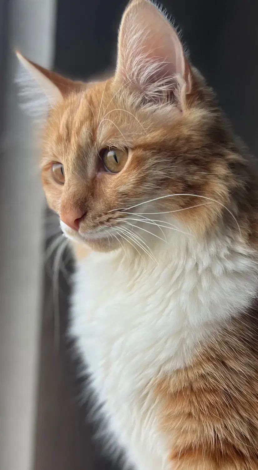 گربه|گربه|فردیس, شهرک راه آهن|دیوار