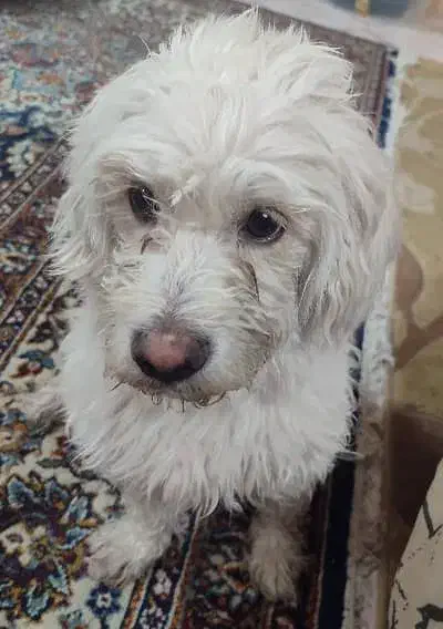 سگ گمشده|حیوانات|فلاورجان, |دیوار