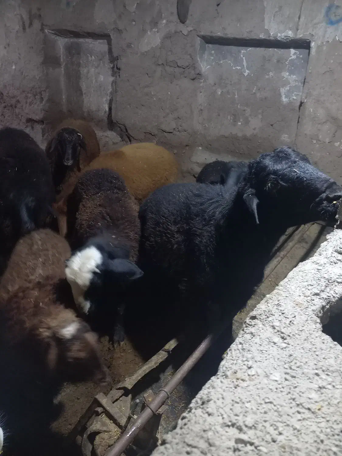 گوساله و گوسفند قربانی|حیوانات مزرعه|هریس, |دیوار