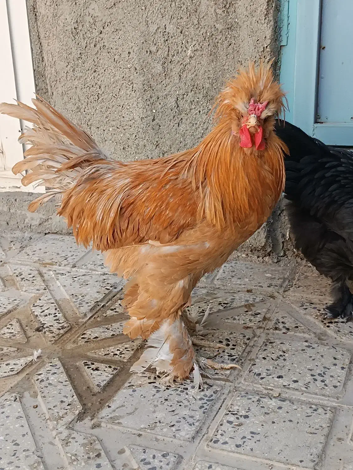 مرغ و خروس سلطان اصیل ، دان بوقلمون و جوجه و..|حیوانات مزرعه|کرمانشاه, |دیوار
