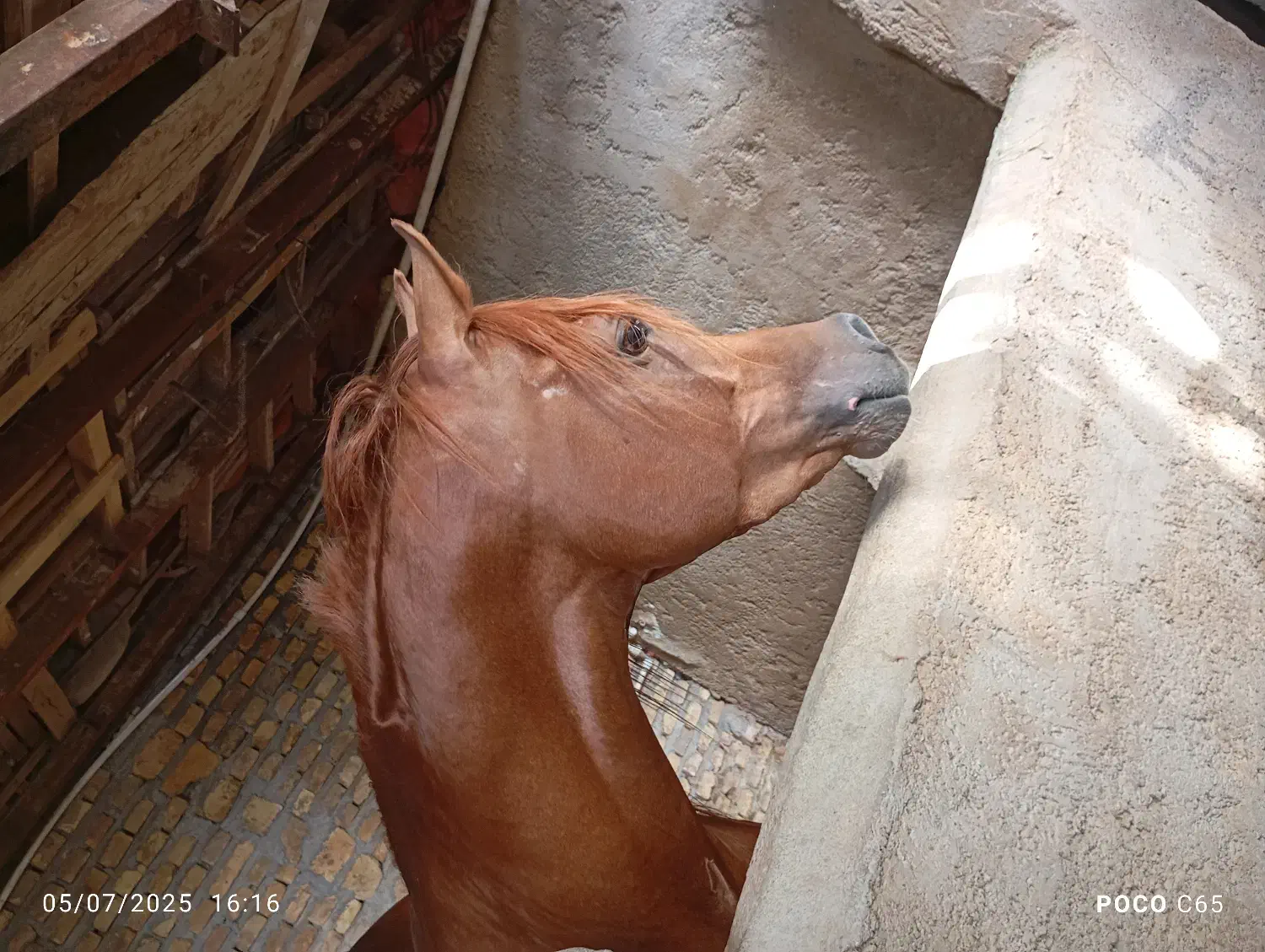 نریان یکسر کره تاج|اسب و تجهیزات اسبسواری|یزد, |دیوار