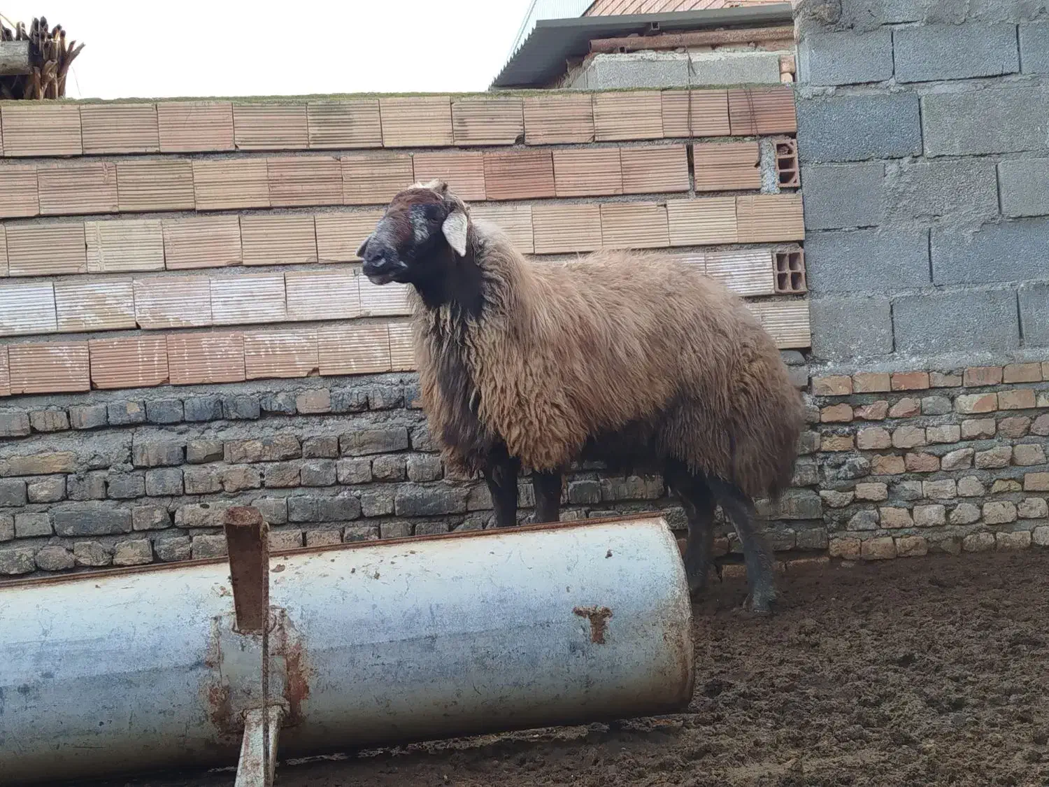 قوچ|حیوانات مزرعه|گمیشان, |دیوار