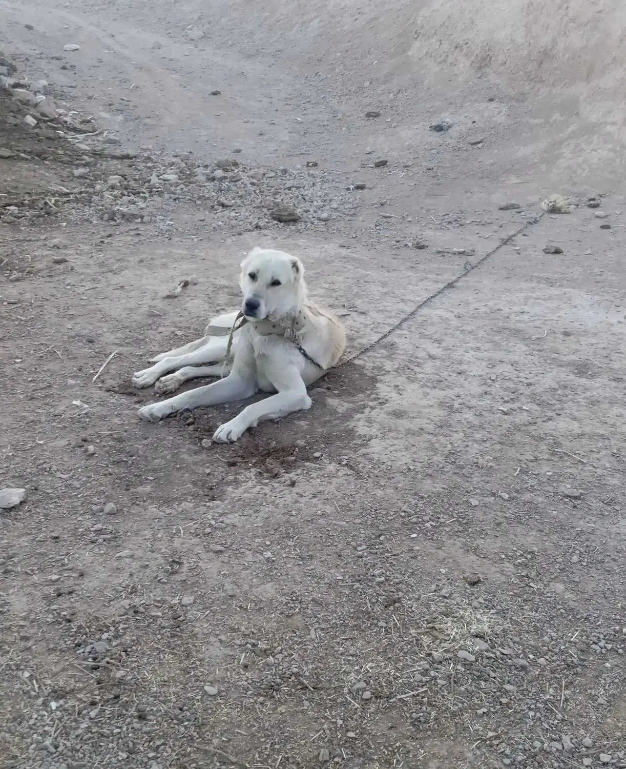 سگ نگهبان|سگ|سده (خراسان جنوبی), |دیوار