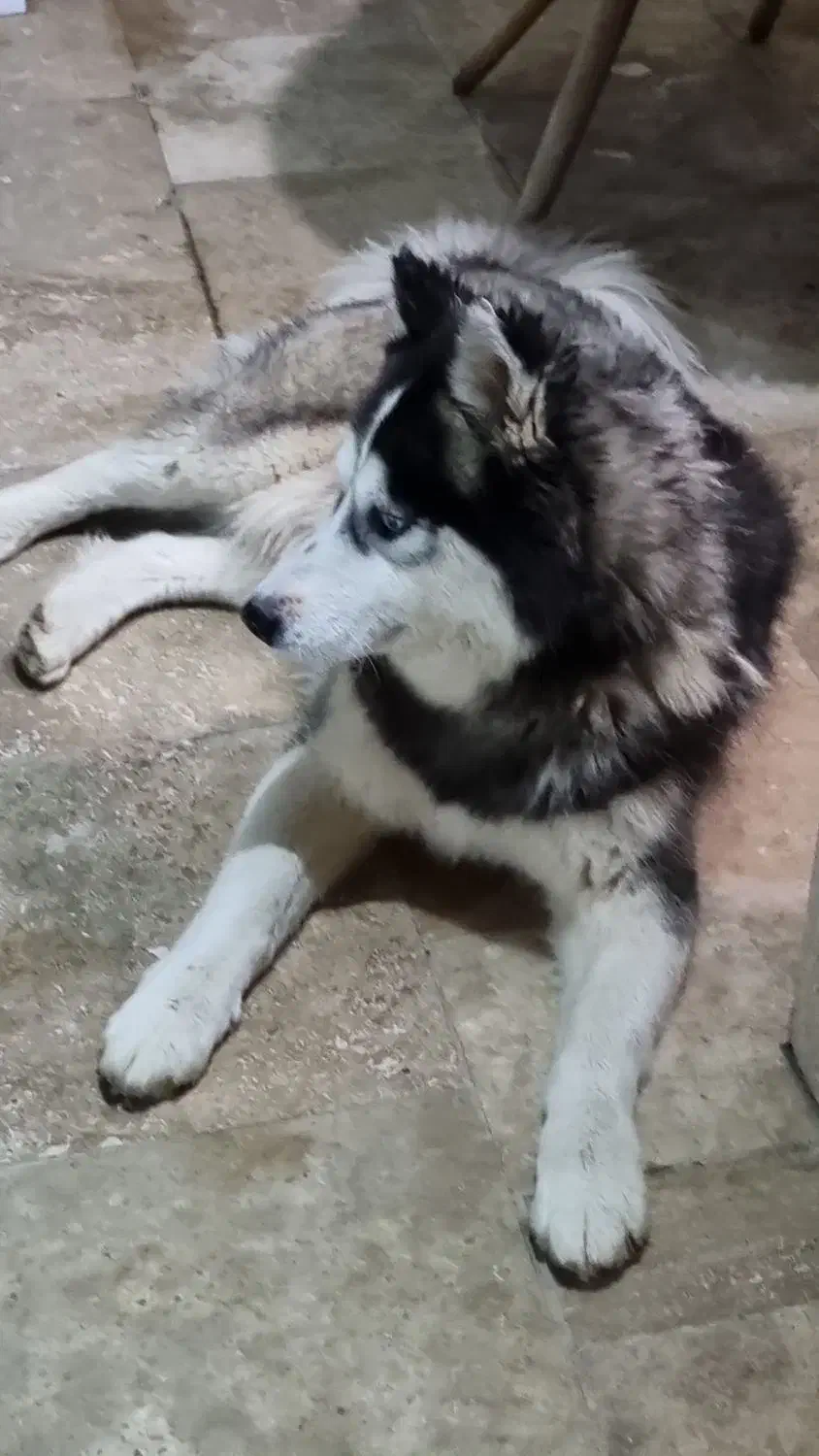 سگ پیدا شده|حیوانات|امامزاده عبدالله, |دیوار