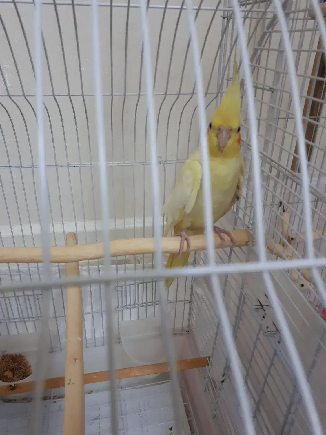 عروس هلندی|پرنده|تهران, شهرک زینبیه|دیوار