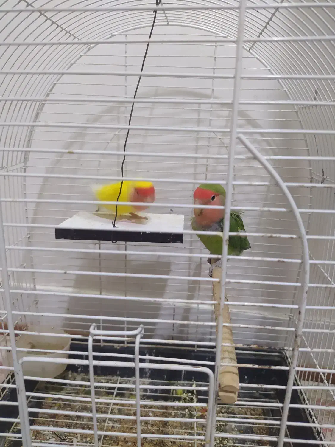 کوتوله برزیلی|پرنده|خمینی‌شهر, |دیوار